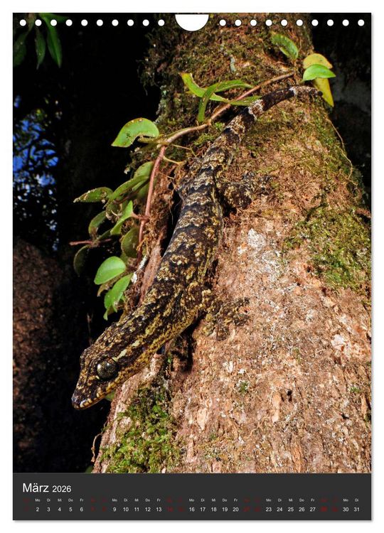 Produktbild: GECKOS (Wandkalender 2026 DIN A4 hoch), CALVENDO Monatskalender