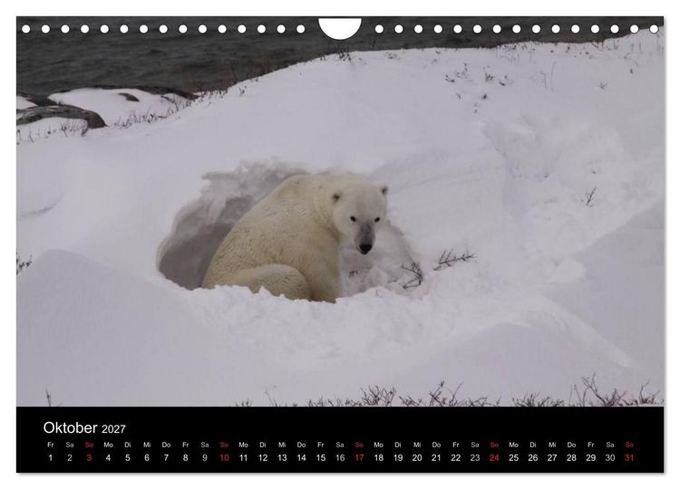 Produktbild: Arktische Tr&auml;ume - Eisb&auml;ren in Kanada (Wandkalender 2027 DIN A4 quer), CALVENDO Monatskalender