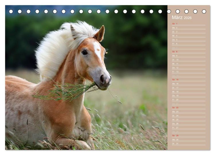 Produktbild: Haflinger / Geburtstagskalender (Tischkalender 2026 DIN A5 quer), CALVENDO Monatskalender