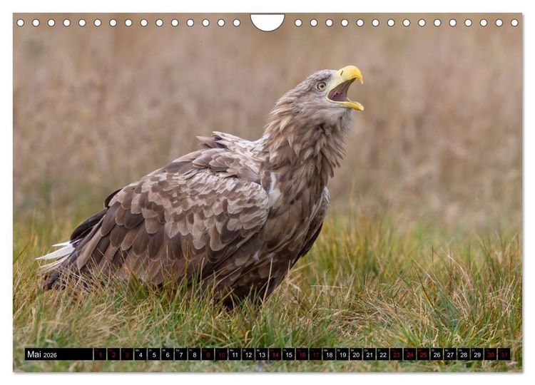Produktbild: Seeadler in Polen (Wandkalender 2026 DIN A4 quer), CALVENDO Monatskalender