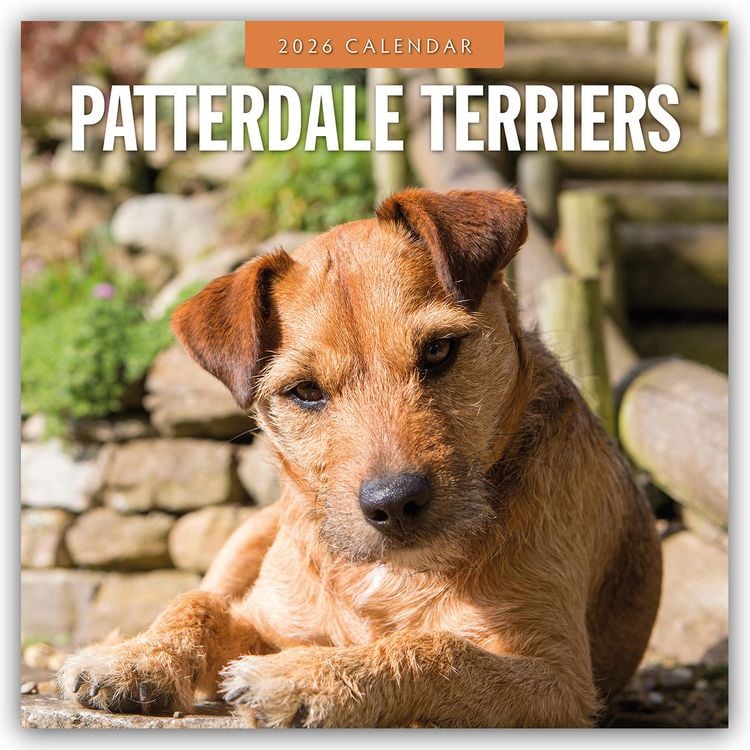 Produktbild: Patterdale Terriers – Patterdale Terrier – Schwarzer Terrier 2026 – 16-Monatskalender