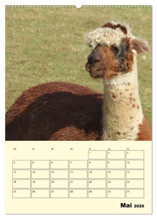 Produktbild: Alpakas erleben (hochwertiger Premium Wandkalender 2026 DIN A2 hoch), Kunstdruck in Hochglanz