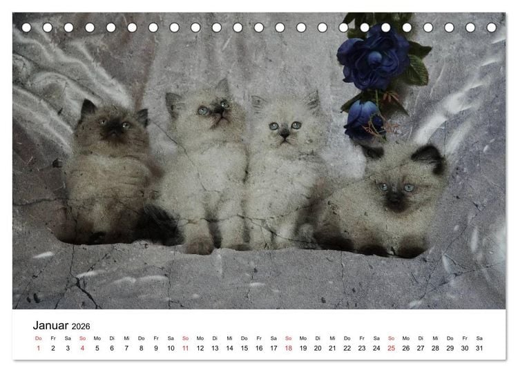 Produktbild: Oma's Katzenkalender 2026 (Tischkalender 2026 DIN A5 quer), CALVENDO Monatskalender