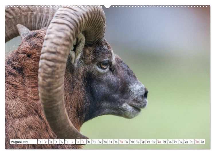 Produktbild: Emotionale Momente: Muffelwild. (Wandkalender 2026 DIN A2 quer), CALVENDO Monatskalender