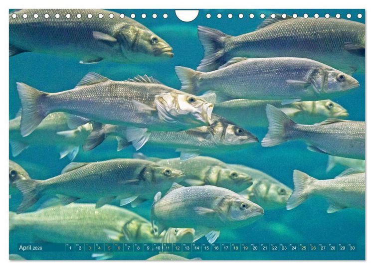 Produktbild: Fische in Teichen und Fl&uuml;ssen (Wandkalender 2026 DIN A4 quer), CALVENDO Monatskalender