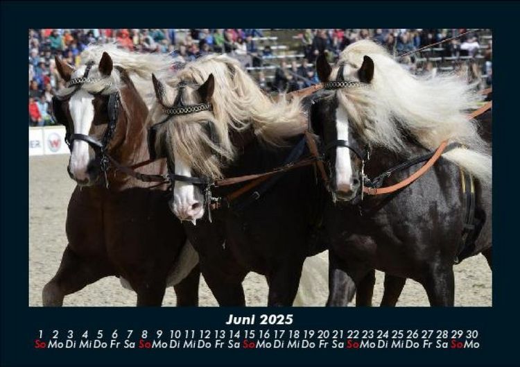 Produktbild: Pferde Kalender 2025 Fotokalender DIN A5