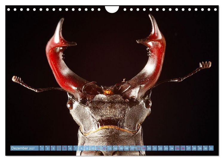 Produktbild: INSEKTENGESICHTER (Wandkalender 2027 DIN A4 quer), CALVENDO Monatskalender