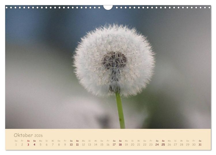 Produktbild: Unscheinbare Sch&ouml;nheit - Pusteblume (Wandkalender 2026 DIN A3 quer), CALVENDO Monatskalender