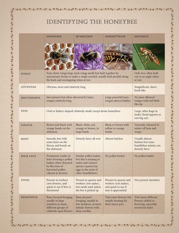 Produktbild: Collins Beekeeper's Bible