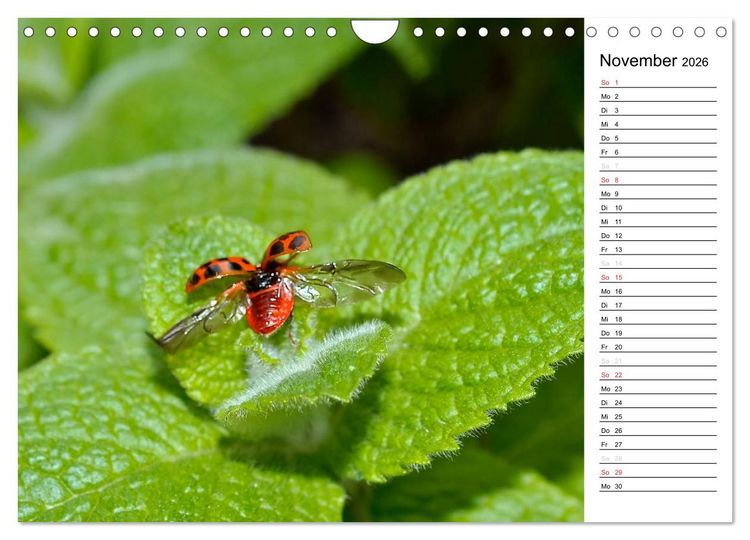 Produktbild: Marienk&auml;fer 2026 (Wandkalender 2026 DIN A4 quer), CALVENDO Monatskalender