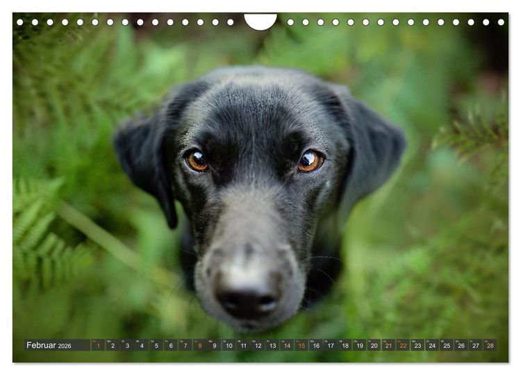 Produktbild: bunte Tierfotografie an Land und im Wasser (Wandkalender 2026 DIN A4 quer), CALVENDO Monatskalender