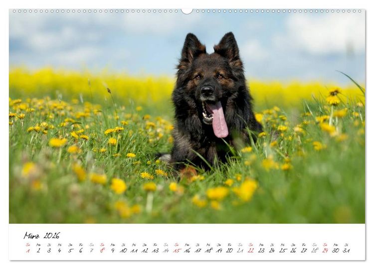 Produktbild: Der graue Deutsche Sch&auml;ferhund (Wandkalender 2026 DIN A2 quer), CALVENDO Monatskalender