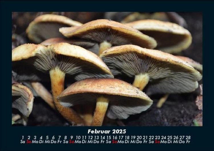 Produktbild: Pilzkalender 2025 Fotokalender DIN A5