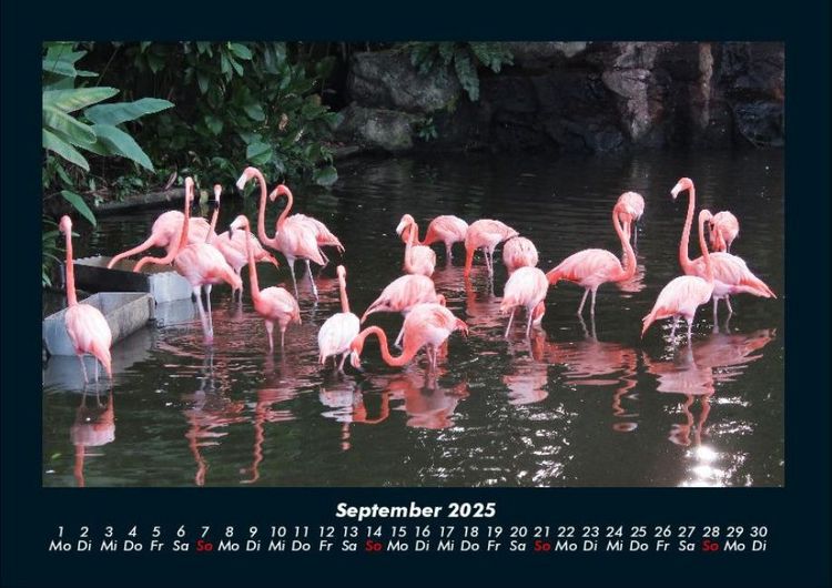 Produktbild: V&ouml;gel 2025 Fotokalender DIN A4