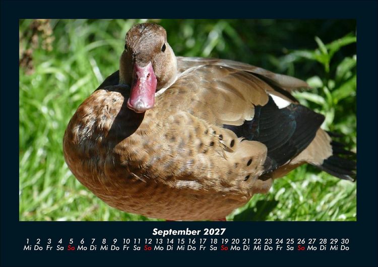 Produktbild: Enten 2027 Fotokalender DIN A4