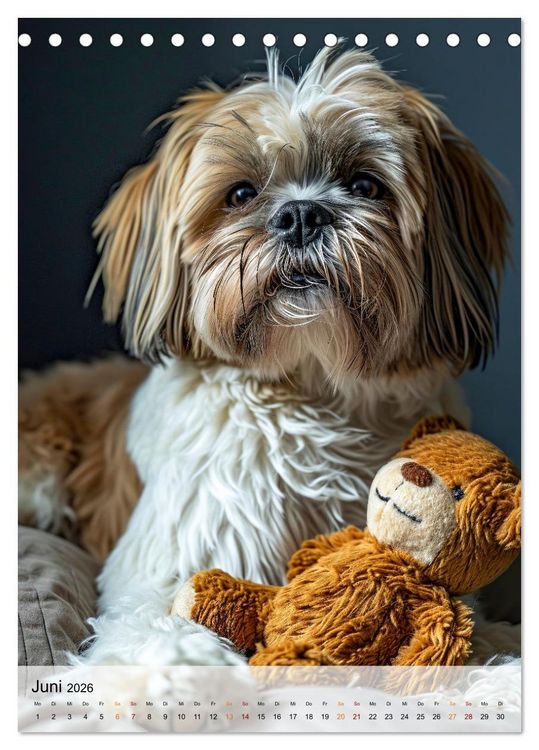 Produktbild: Shih Tzu - immer im Mittelpunkt (Tischkalender 2026 DIN A5 hoch), CALVENDO Monatskalender