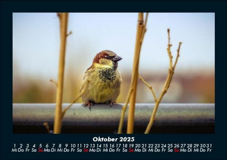 Produktbild: Vogelparadies 2025 Fotokalender DIN A5