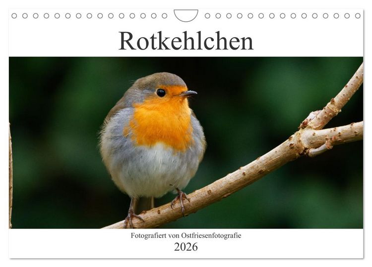 Produktbild: Rotkehlchen - Fotografiert von Ostfriesenfotografie (Wandkalender 2026 DIN A4 quer), CALVENDO Monatskalender