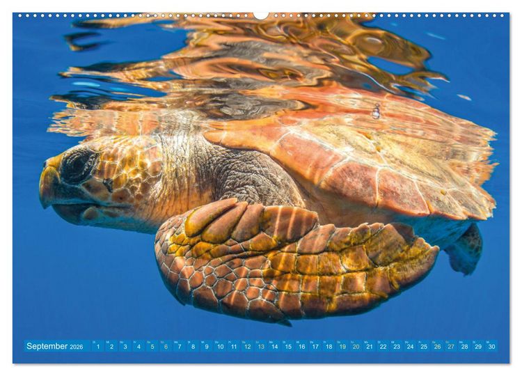 Produktbild: Meeresschildkr&ouml;ten: Aus den blauen Tiefen der Ozeane (Wandkalender 2026 DIN A2 quer), CALVENDO Monatskalender