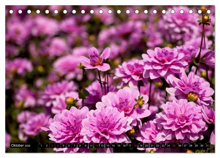 Produktbild: Dahlia - Dahlien (Tischkalender 2026 DIN A5 quer), CALVENDO Monatskalender