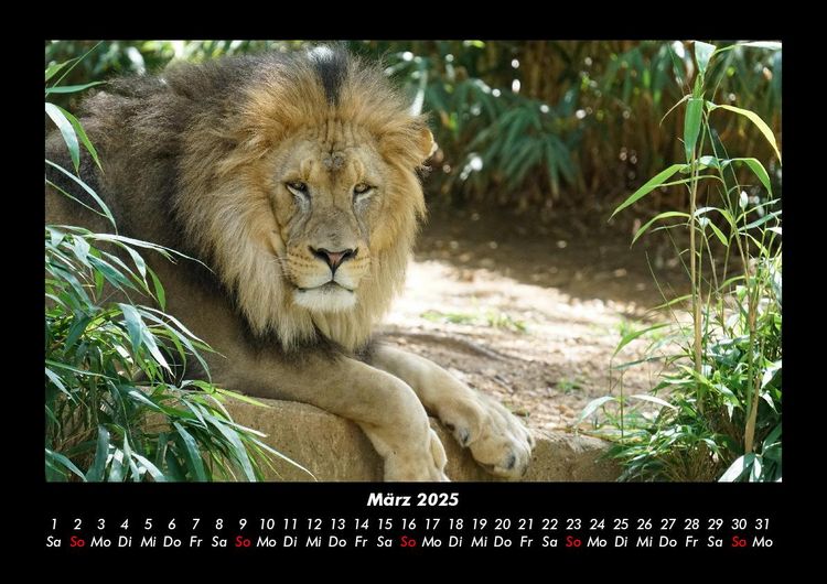 Produktbild: Tiere im Zoo 2025 Fotokalender DIN A3