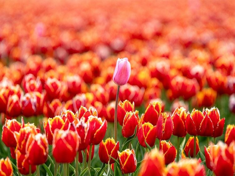 Produktbild: CALVENDO Puzzle Stolze Fehlfarbe auf dem Tulpenfeld in Julianadorp | 1000 Teile Lege-Gr&ouml;&szlig;e 64x48cm Foto-Puzzle f&uuml;r gl&uuml;ckliche Stunden