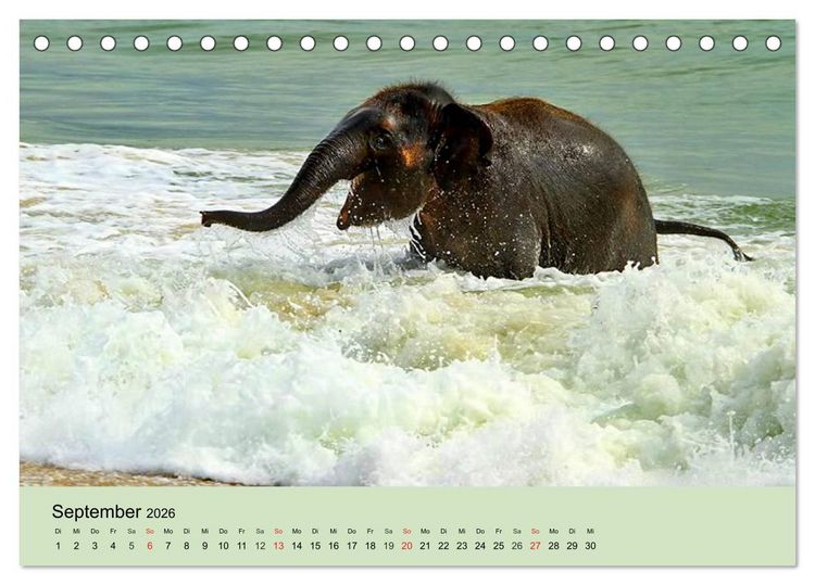 Produktbild: Elefanten. Badespa&szlig; am Strand (Tischkalender 2026 DIN A5 quer), CALVENDO Monatskalender