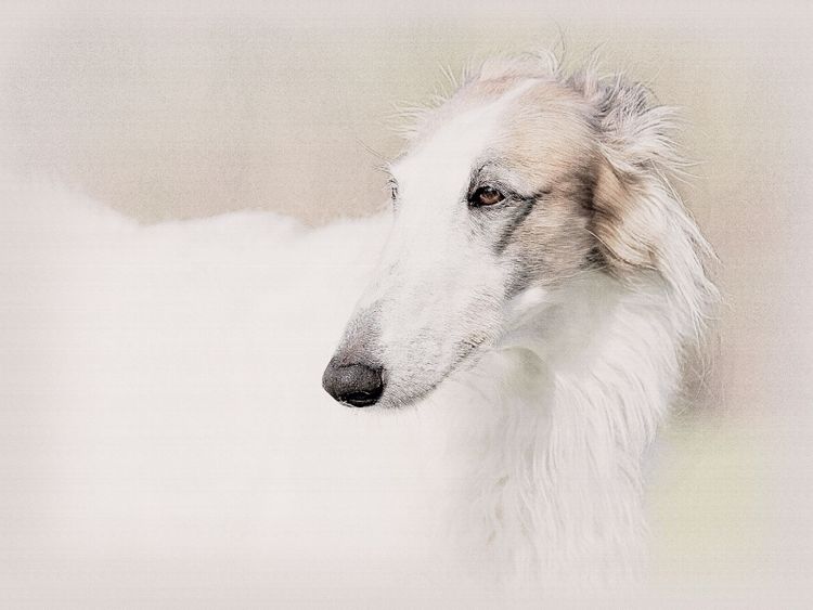 Produktbild: CALVENDO Puzzle Ein Motiv aus dem Kalender Windhunde 2017 | 1000 Teile Lege-Gr&ouml;&szlig;e 64x48cm Foto-Puzzle f&uuml;r gl&uuml;ckliche Stunden