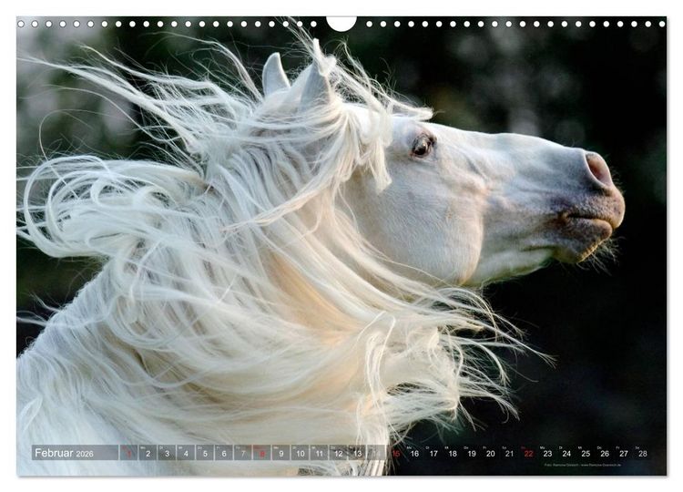 Produktbild: Edle spanische Pferde - Pura Raza Espanola (Wandkalender 2026 DIN A3 quer), CALVENDO Monatskalender