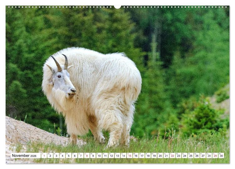 Produktbild: Tierwelt in den Canadian Rockies (hochwertiger Premium Wandkalender 2026 DIN A2 quer), Kunstdruck in Hochglanz