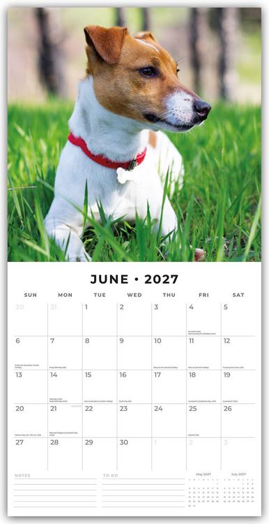 Produktbild: Jack Russells &ndash; Jack Russell Terrier 2027 &ndash; 16-Monatskalender