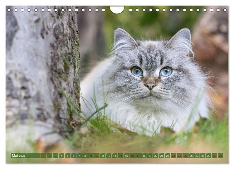 Produktbild: Maui und Molokai - Sibirische Katzenschwestern (Wandkalender 2026 DIN A4 quer), CALVENDO Monatskalender