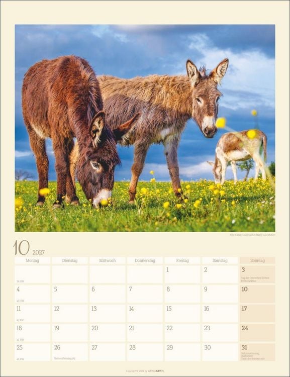 Produktbild: Esel Kalender 2027