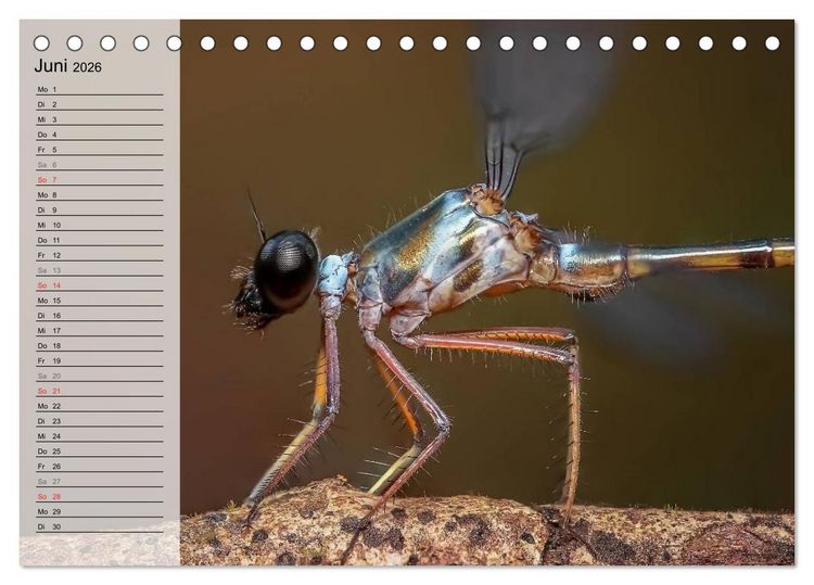 Produktbild: Die geheimnisvolle Welt der Insekten (Tischkalender 2026 DIN A5 quer), CALVENDO Monatskalender