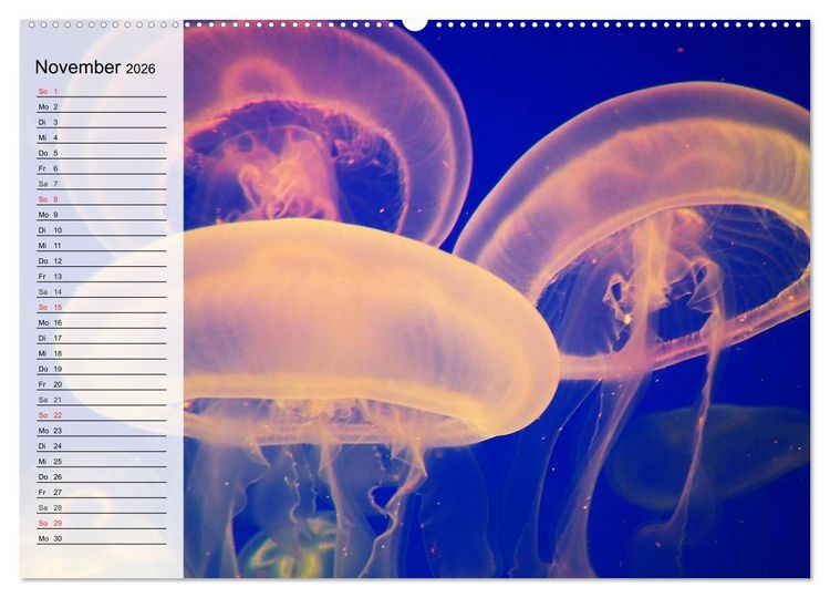 Produktbild: Quallen. &Auml;therische Wunderwesen (hochwertiger Premium Wandkalender 2026 DIN A2 quer), Kunstdruck in Hochglanz