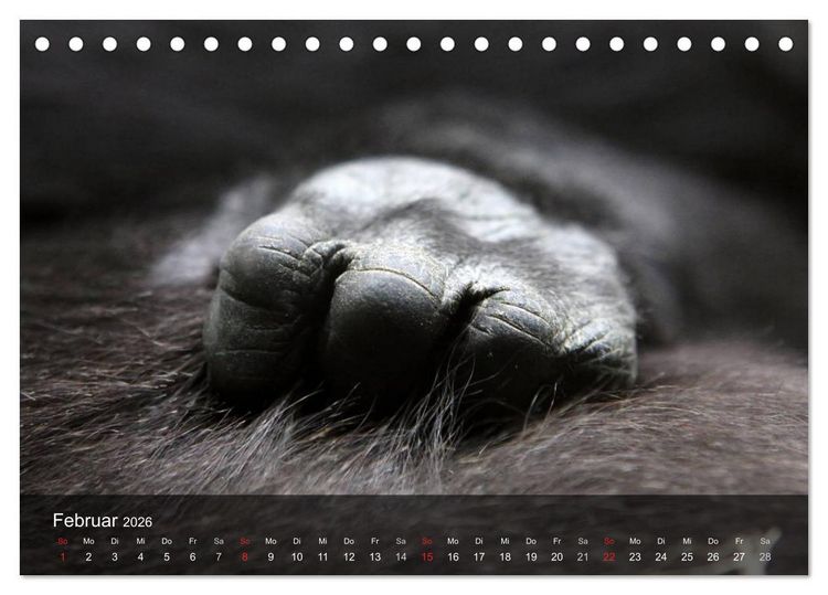 Produktbild: Gorillas. Friedliebende Kraftpakete (Tischkalender 2026 DIN A5 quer), CALVENDO Monatskalender