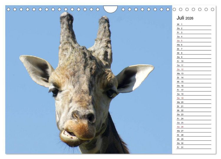 Produktbild: Faszinierende Tierportraits (Wandkalender 2026 DIN A4 quer), CALVENDO Monatskalender