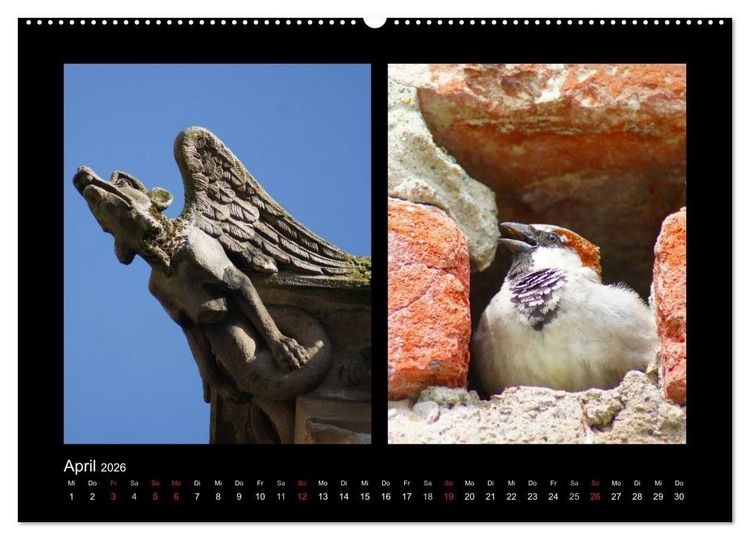 Produktbild: Ulmer Spatzen (Wandkalender 2026 DIN A2 quer), CALVENDO Monatskalender