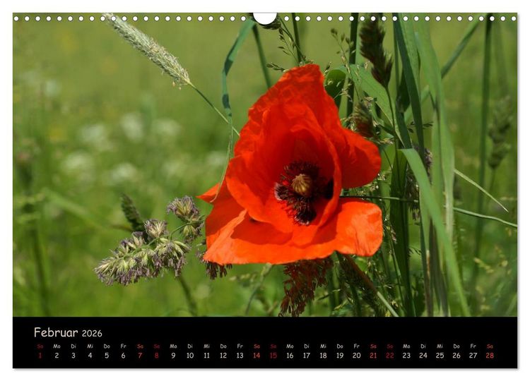Produktbild: Just Mohn (Wandkalender 2026 DIN A3 quer), CALVENDO Monatskalender