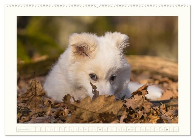 Produktbild: Kleine Islandhunde entdecken die Welt (hochwertiger Premium Wandkalender 2027 DIN A2 quer), Kunstdruck in Hochglanz