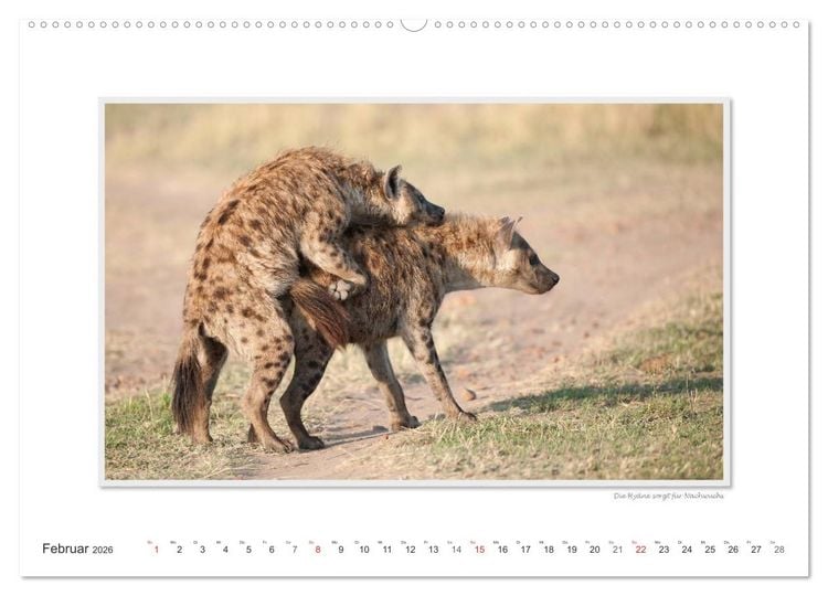 Produktbild: Emotionale Momente: Tierischer Sex. (Wandkalender 2026 DIN A2 quer), CALVENDO Monatskalender