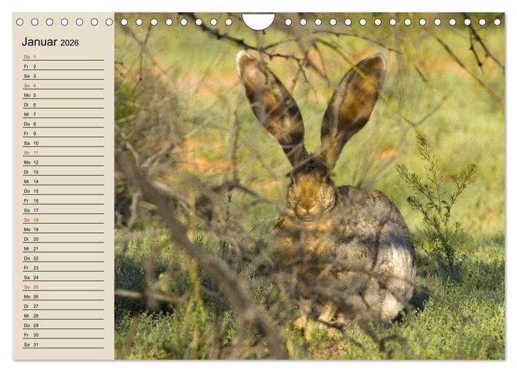 Produktbild: Kaninchen und Hasen (Wandkalender 2026 DIN A4 quer), CALVENDO Monatskalender