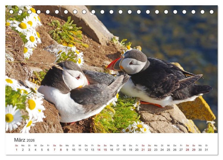 Produktbild: Papageitaucher - Clowns der nordischen Vogelwelt (Tischkalender 2026 DIN A5 quer), CALVENDO Monatskalender