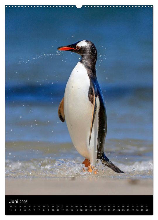 Produktbild: Hallo Pinguin (Wandkalender 2026 DIN A2 hoch), CALVENDO Monatskalender
