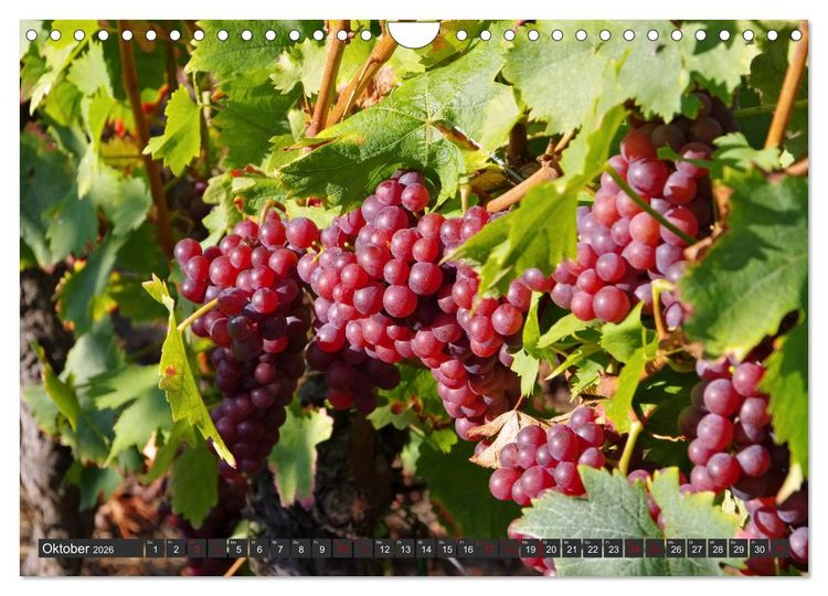 Produktbild: Elsass - Zwischen Rhein und Vogesen (Wandkalender 2026 DIN A4 quer), CALVENDO Monatskalender