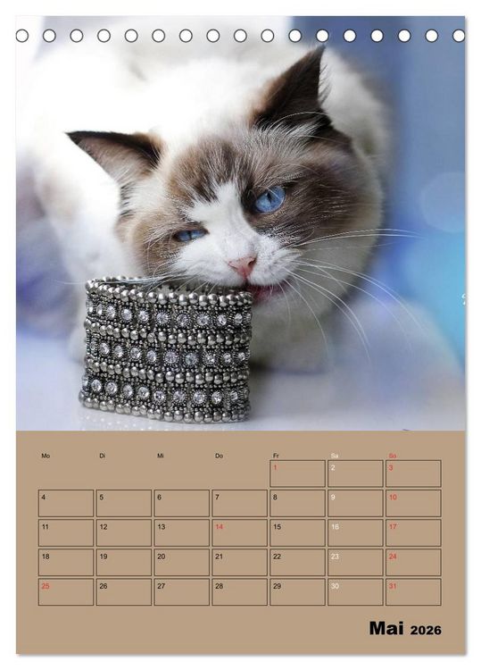 Produktbild: Ragdolls zum Verlieben (Tischkalender 2026 DIN A5 hoch), CALVENDO Monatskalender
