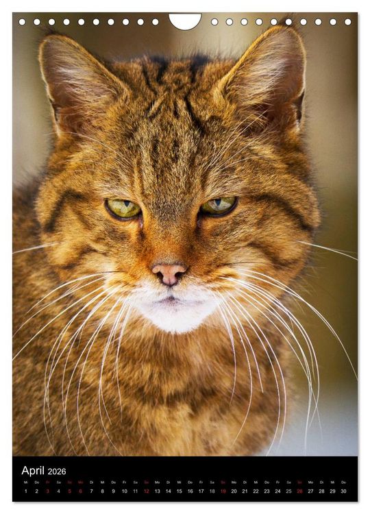 Produktbild: Wildkatzen - scheue J&auml;ger (Wandkalender 2026 DIN A4 hoch), CALVENDO Monatskalender