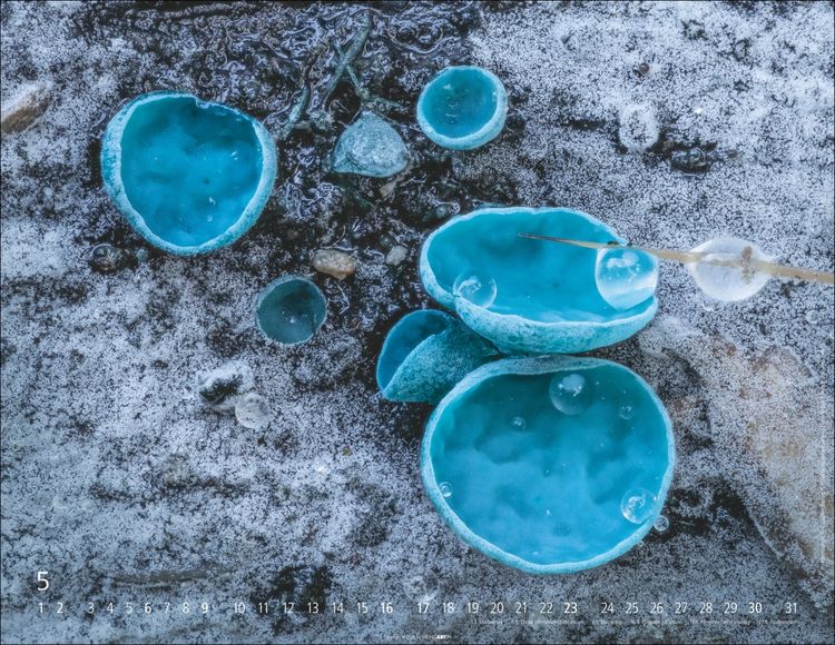 Produktbild: Wunderwelt der Pilze Kalender 2027