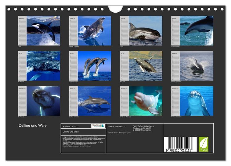Produktbild: Delfine und Wale (Wandkalender 2026 DIN A4 quer), CALVENDO Monatskalender