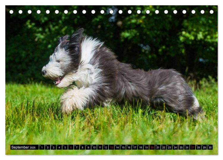 Produktbild: Liebenswerter Clown Bearded Collie (Tischkalender 2026 DIN A5 quer), CALVENDO Monatskalender